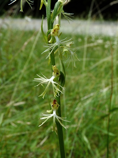 {Platanthera lacera}